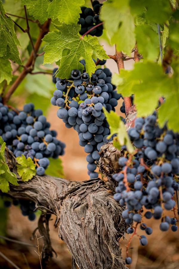 Domaine Rabiega - Vineyard And Boutique Hotel Draguignan Exterior foto