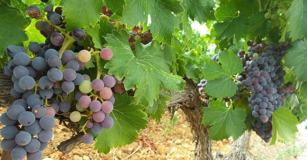 Domaine Rabiega - Vineyard And Boutique Hotel Draguignan Exterior foto